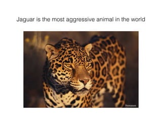 Jaguar is the most aggressive animal in the world
 