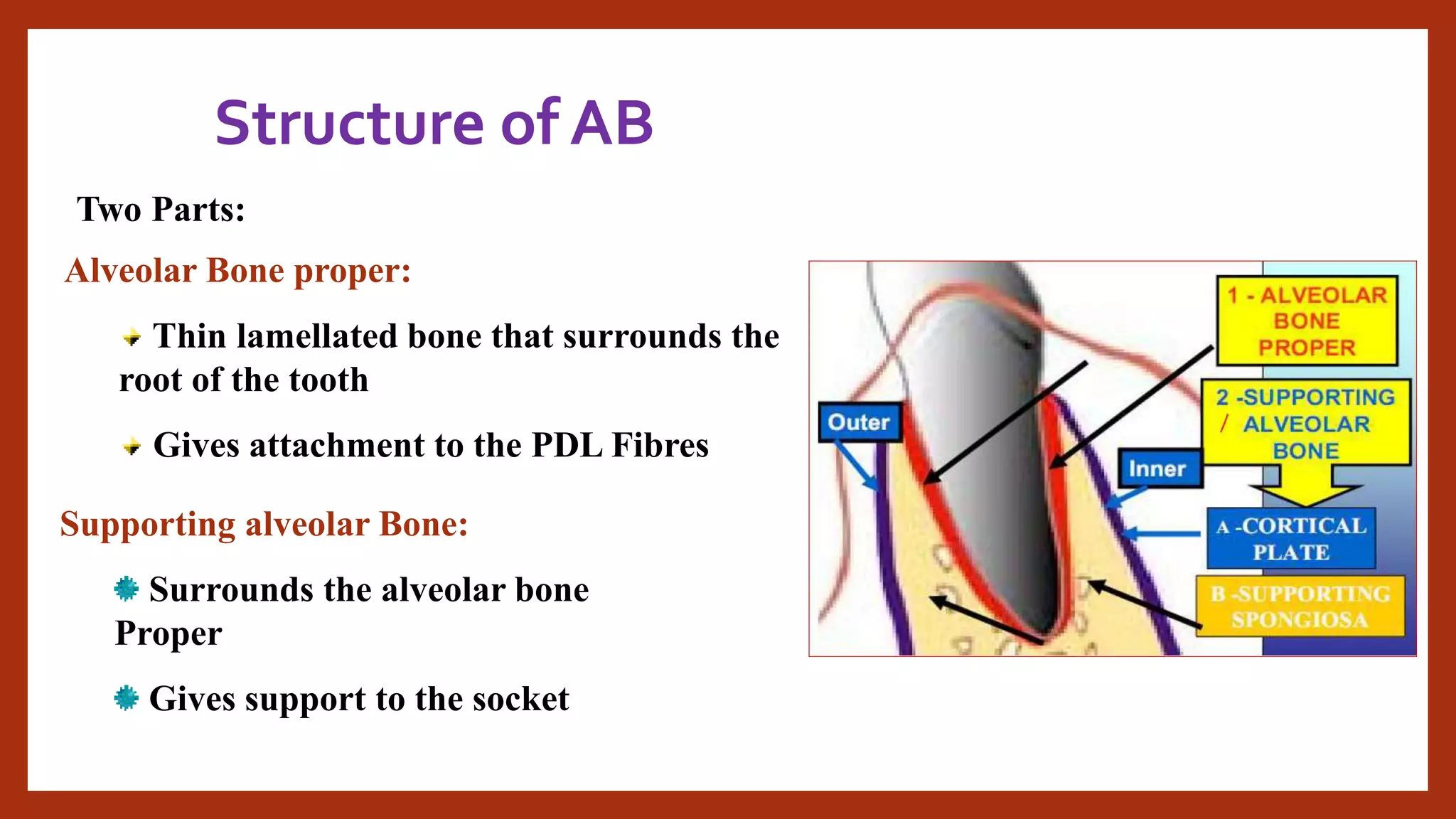 Structure of AB
Two Parts:
Alveolar Bone proper:
Thin lamellated bone that surrounds the
root of the tooth
Gives attachment to the PDL Fibres
Supporting alveolar Bone:
Surrounds the alveolar bone
Proper
Gives support to the socket
 
