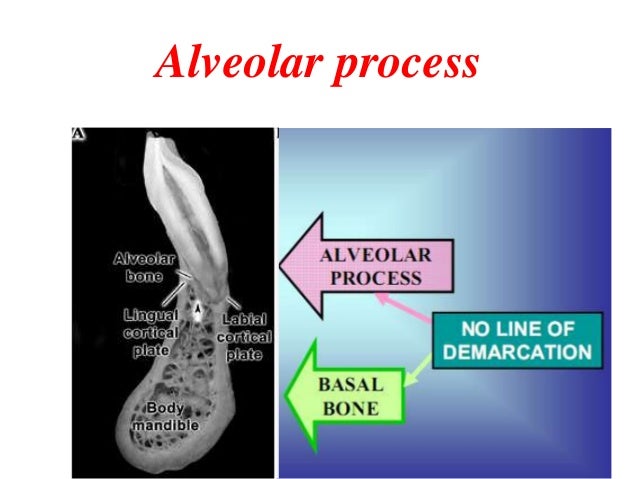 alveolar alveolar bone