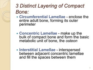 report Alveolar Bone_iDraft | PPTX