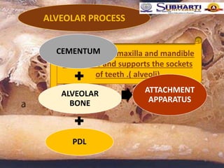 Alveolar-Bone-2020724131100.ppt