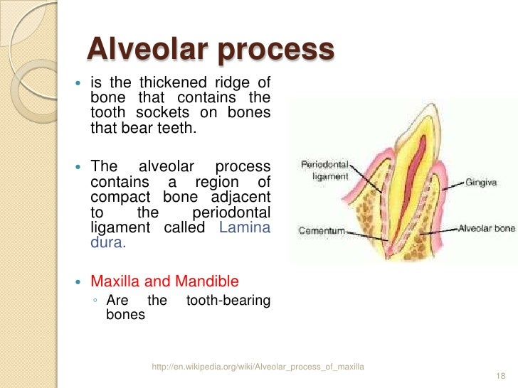 Alveolar bone