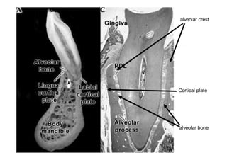 Alveolar bone | PDF