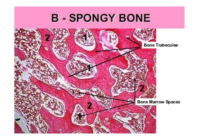 Alveolar bone