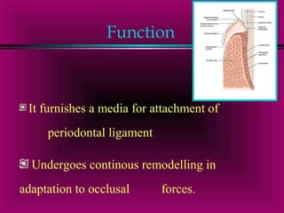 Function 
It furnishes a media for attachment of 
periodontal ligament 
Undergoes continous remodelling in 
adaptation to occlusal forces. 
 