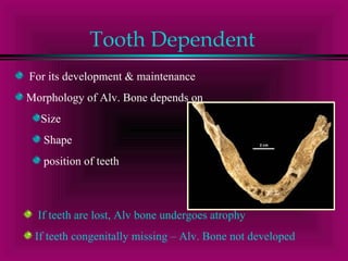 Tooth Dependent 
For its development & maintenance 
Morphology of Alv. Bone depends on 
Size 
Shape 
position of teeth 
If teeth are lost, Alv bone undergoes atrophy 
If teeth congenitally missing – Alv. Bone not developed 
 