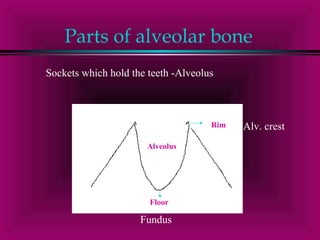Parts of alveolar bone 
Sockets which hold the teeth -Alveolus 
Alveolus 
Rim 
Floor 
Alv. crest 
Fundus 
 