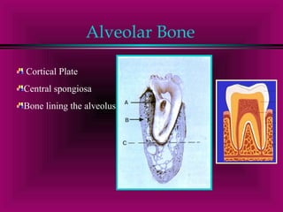 Alveolar Bone 
Cortical Plate 
Central spongiosa 
Bone lining the alveolus 
 