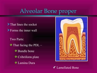 Alveolar Bone proper 
That lines the socket 
Forms the inner wall 
Two Parts: 
That facing the PDL – 
Bundle bone 
Cribriform plate 
Lamina Dura 
Lamellated Bone 
 