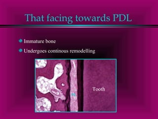 That facing towards PDL 
Immature bone 
Undergoes continous remodelling 
Tooth 
PL 
 
