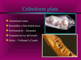 Cribriform plate 
Anatomical name 
Resembles a fine holed sieve 
Perforated by – foramina 
Transmit nerves &Vessels 
Holes – Volkman’s Canals 
 