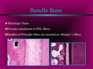 Bundle Bone 
Histologic Name 
Provides attachment to PDL fibres 
Bundles of Principle fibres are inserted as- Sharpey’s fibres 
 