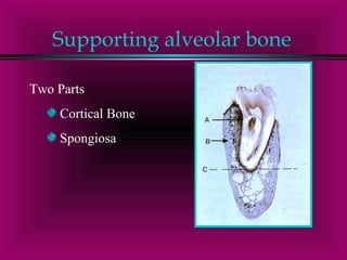 Supporting alveolar bone 
Two Parts 
Cortical Bone 
Spongiosa 
 