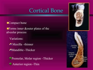 Cortical Bone 
Compact bone 
Forms inner &outer plates of the 
alveolar process 
Variations: 
Maxilla –thinner 
Mandible -Thicker 
Premolar, Molar region –Thicker 
Anterior region -Thin 
 
