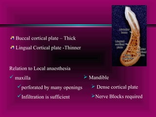 Buccal cortical plate – Thick 
Lingual Cortical plate -Thinner 
Relation to Local anaesthesia 
 maxilla 
perforated by many openings 
Infiltration is sufficient 
 Mandible 
 Dense cortical plate 
Nerve Blocks required 
 