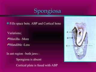Spongiosa 
Fills space betn. ABP and Cortical bone 
Variations; 
Maxilla –More 
Mandible -Less 
In ant region –both jaws : 
Spongiosa is absent 
Cortical plate is fused with ABP 
 