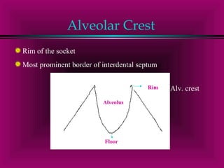Alveolar Crest 
Rim of the socket 
Most prominent border of interdental septum 
Alveolus 
Rim 
Floor 
Alv. crest 
 