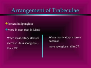 Arrangement of Trabeculae 
Present in Spongiosa 
More in max than in Mand 
When masticatory stresses 
increase –less spongiosa , 
thick CP 
When masticatory stresses 
decrease – 
more spongiosa , thin CP 
 