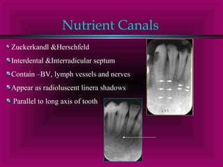 Nutrient Canals 
Zuckerkandl &Herschfeld 
Interdental &Interradicular septum 
Contain –BV, lymph vessels and nerves 
Appear as radioluscent linera shadows 
Parallel to long axis of tooth 
 