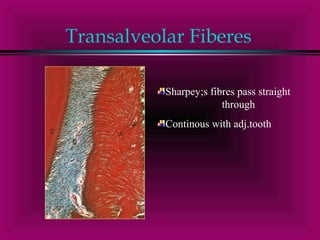 Transalveolar Fiberes 
Sharpey;s fibres pass straight 
through 
Continous with adj.tooth 
 