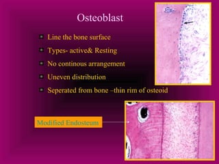 Osteoblast 
Line the bone surface 
Types- active& Resting 
No continous arrangement 
Uneven distribution 
Seperated from bone –thin rim of osteoid 
Modified Endosteum 
 