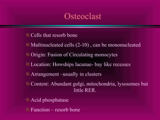 Osteoclast 
Cells that resorb bone 
Multinucleated cells (2-10) , can be mononucleated 
Origin: Fusion of Circulating monocytes 
Location: Howships lacunae- bay like recesses 
Arrangement –usually in clusters 
Content: Abundant golgi, mitochondria, lysosomes but 
little RER. 
Acid phosphatase 
Function – resorb bone 
 