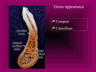Gross appearance 
Compact 
Cancellous 
 