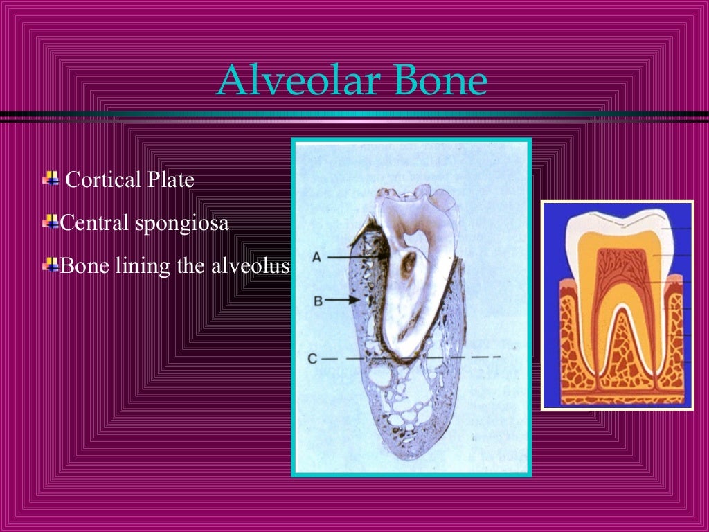Alveolar bone