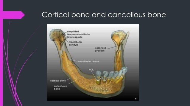 Alveolar Bone