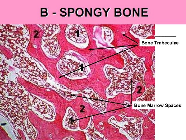 Alveolar bone