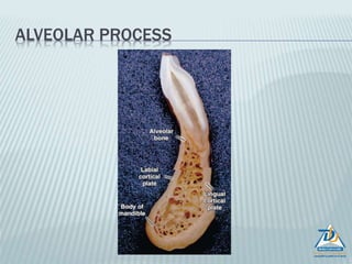 CELLS OF THE BONE
 Osteoblasts: these are mononucleated cells which synthesise and
secrete the bone matrix
 Osteocytes: inactive osteoblasts which get entrapped within the bone
are called as osteocytes.
 Osteoclasts: cells responsible for resorption of bone. These are large
cells having 15-20 nuclei.
 Derived from monocytes – macrophages
 Contain acid phosphatase enzyme
 Has a ruffled border on the cell surface, more mitochondria and less
rough endoplasmic reticulum.
 Always found in concave areas know as “Howships lacunae”
 