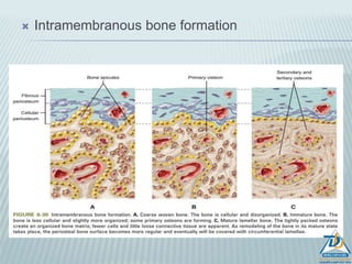  Spongy bone: it fills the area between the cortical plates and the
alveolar bone proper.
 It contains trabaculae of bone and marrow spaces.
 Types of spongy bone (spongiosa) :-
 Type I: the trabaculae are regular and horizontal like a ladder. This
is seen most commonly in the mandible.
 Type II: irregularly arranged delicate and numerous trabaculae.
This is seen most commonly in the maxilla.
The spongy bone is very thin or absent in the anterior regions of both
the jaws.
 