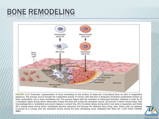 ALVEOLAR CREST (CREST OF ALVEOLAR SEPTA):
 alveolar bone proper meets cortical plates at the alveolar crest
 In healthy mouths the alveolar crest is around 1.5 to 2 mm below the
cementoenamel junction.
 