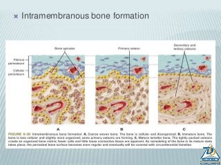  Intramembranous bone formation
 