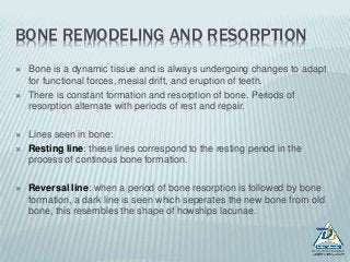 BONE REMODELING AND RESORPTION
 Bone is a dynamic tissue and is always undergoing changes to adapt
for functional forces, mesial drift, and eruption of teeth.
 There is constant formation and resorption of bone. Periods of
resorption alternate with periods of rest and repair.
 Lines seen in bone:
 Resting line: these lines correspond to the resting period in the
process of continous bone formation.
 Reversal line: when a period of bone resorption is followed by bone
formation, a dark line is seen which seperates the new bone from old
bone, this resembles the shape of howships lacunae.
 