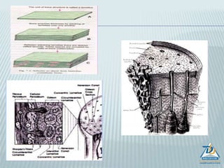 GROSS HISTOLOGY OF THE BONE
 