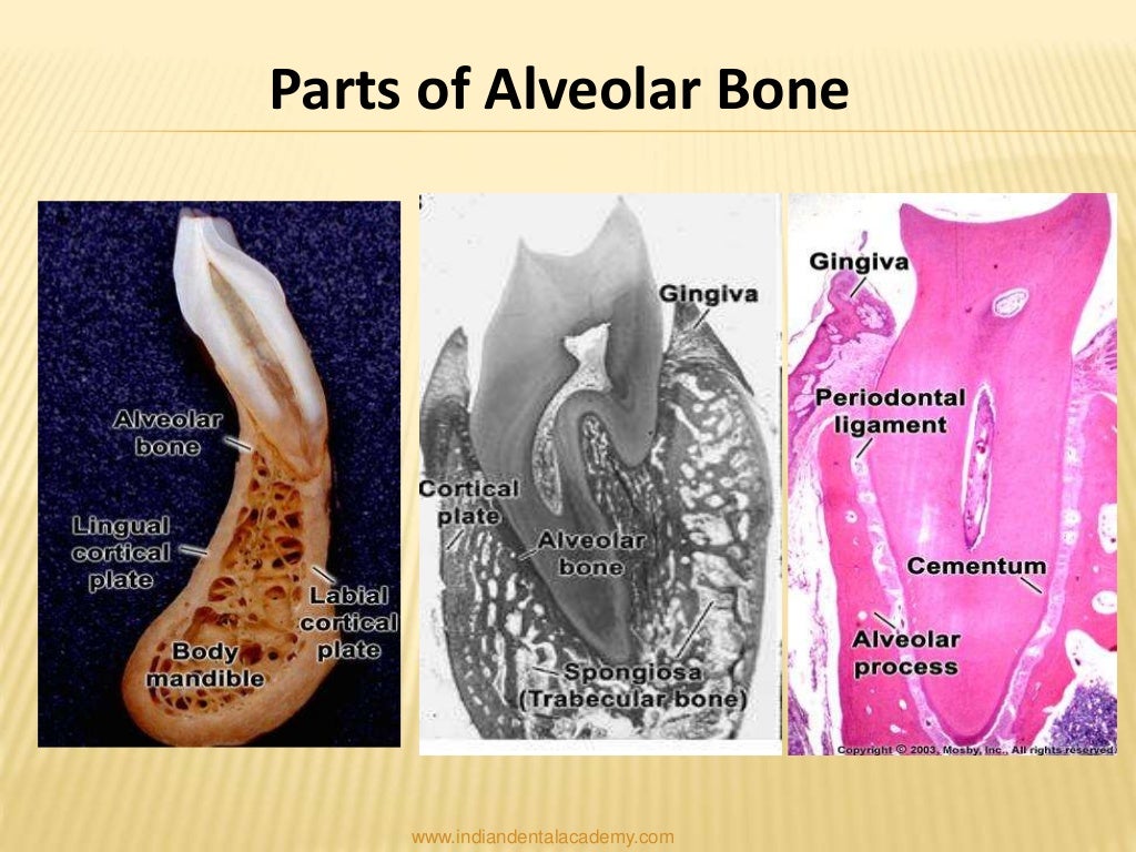 Alveolar Bone Biology Diagrams