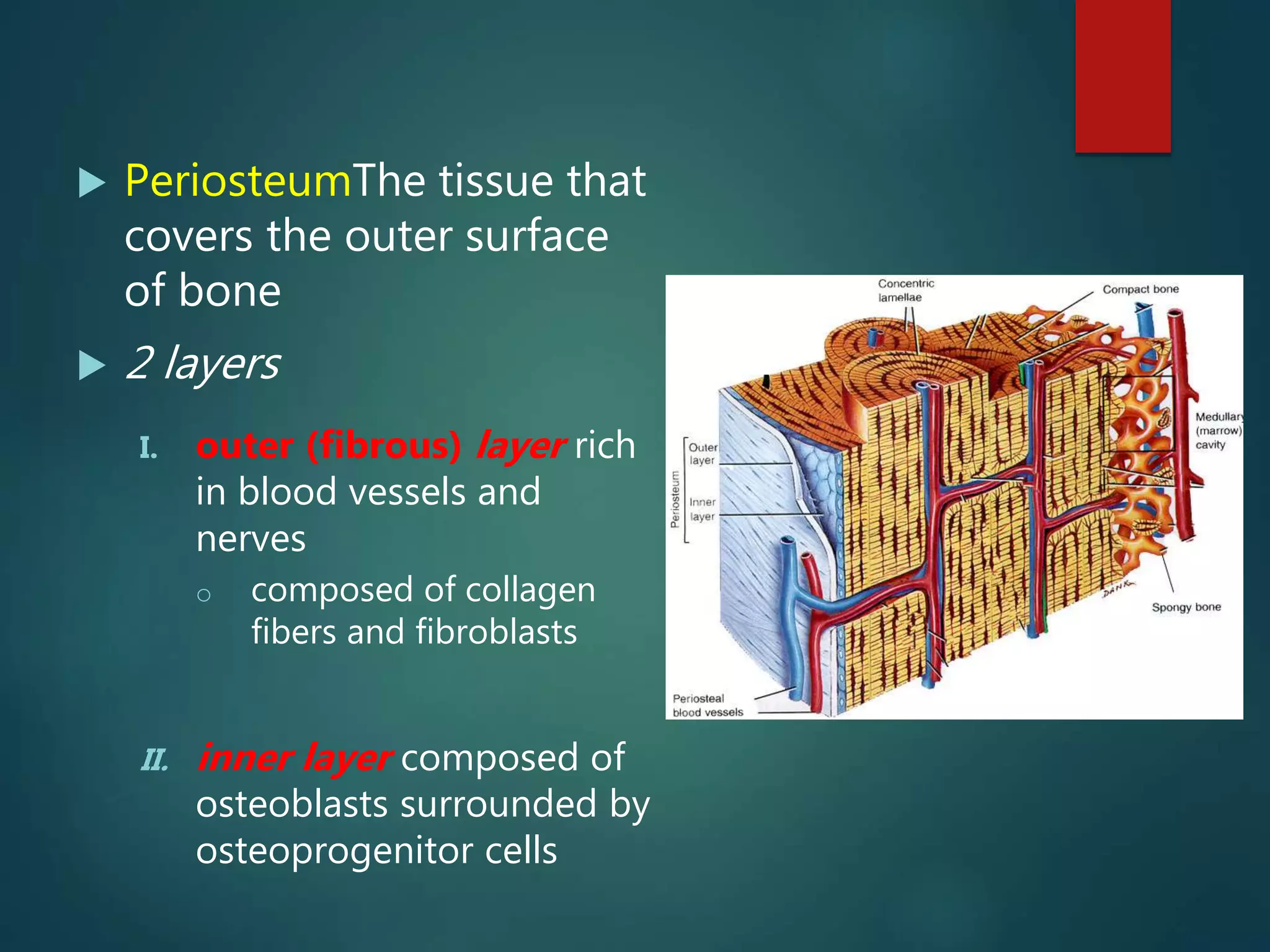 Alveolar bone | PPTX