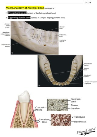 Handout of Alveolar bone Histology | PDF