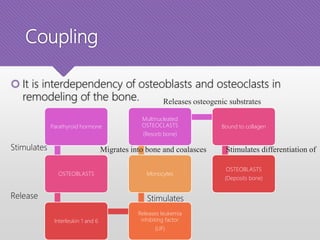 Coupling
 It is interdependency of osteoblasts and osteoclasts in
remodeling of the bone.
Parathyroid hormone
OSTEOBLASTS
Interleukin 1 and 6
Releases leukemia
inhibiting factor
(LIF)
Monocytes
Multinucleated
OSTEOCLASTS
(Resorb bone)
Bound to collagen
OSTEOBLASTS
(Deposits bone)
Stimulates
Release Stimulates
Migrates into bone and coalasces
Releases osteogenic substrates
Stimulates differentiation of
 