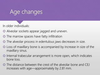 Age changes
In older individuals:
 Alveolar sockets appear jagged and uneven.
 The marrow spaces have fatty infiltration
 The alveolar process in edentulous jaws decreases in size.
 Loss of maxillary bone is accompanied by increase in size of the
maxillary sinus.
 Internal trabecular arrangement is more open, which indicates
bone loss.
 The distance between the crest of the alveolar bone and CEJ
increases with age—approximately by 2.81 mm.
 