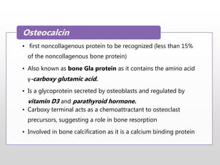 • first noncollagenous protein to be recognized (less than 15%
of the noncollagenous bone protein)
• Also known as bone Gla protein as it contains the amino acid
γ-carboxy glutamic acid.
• Is a glycoprotein secreted by osteoblasts and regulated by
vitamin D3 and parathyroid hormone.
• Carboxy terminal acts as a chemoattractant to osteoclast
precursors, suggesting a role in bone resorption
• Involved in bone calcification as it is a calcium binding protein
Osteocalcin
 