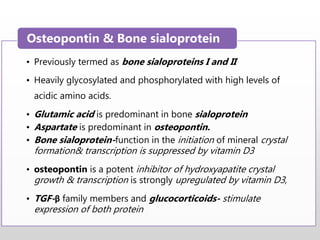 • Previously termed as bone sialoproteins I and II
• Heavily glycosylated and phosphorylated with high levels of
acidic amino acids.
• Glutamic acid is predominant in bone sialoprotein
• Aspartate is predominant in osteopontin.
• Bone sialoprotein-function in the initiation of mineral crystal
formation& transcription is suppressed by vitamin D3
• osteopontin is a potent inhibitor of hydroxyapatite crystal
growth & transcription is strongly upregulated by vitamin D3,
• TGF-β family members and glucocorticoids- stimulate
expression of both protein
Osteopontin & Bone sialoprotein
 