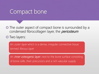 Compact bone
 The outer aspect of compact bone is surrounded by a
condensed fibrocollagen layer, the periosteum
 Two layers:
An outer layer which is a dense, irregular connective tissue
termed fibrous layer
An inner osteogenic layer, next to the bone surface consisting
of bone cells, their precursors and a rich vascular supply
 