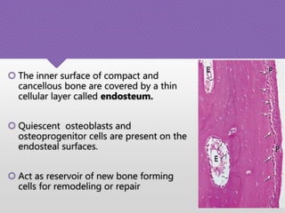  The inner surface of compact and
cancellous bone are covered by a thin
cellular layer called endosteum.
 Quiescent osteoblasts and
osteoprogenitor cells are present on the
endosteal surfaces.
 Act as reservoir of new bone forming
cells for remodeling or repair
 