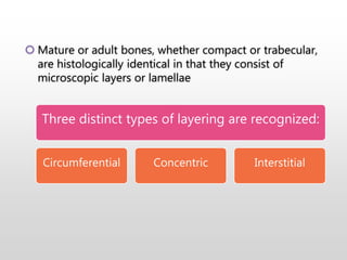  Mature or adult bones, whether compact or trabecular,
are histologically identical in that they consist of
microscopic layers or lamellae
Three distinct types of layering are recognized:
Circumferential Concentric Interstitial
 