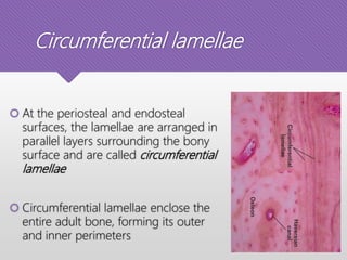 Circumferential lamellae
 At the periosteal and endosteal
surfaces, the lamellae are arranged in
parallel layers surrounding the bony
surface and are called circumferential
lamellae
 Circumferential lamellae enclose the
entire adult bone, forming its outer
and inner perimeters
 
