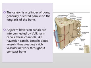  The osteon is a cylinder of bone,
generally oriented parallel to the
long axis of the bone.
 Adjacent haversian canals are
interconnected by Volkmann
canals; these channels, like
haversian canals, contain blood
vessels, thus creating a rich
vascular network throughout
compact bone
 