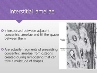 Interstitial lamellae
 Interspersed between adjacent
concentric lamellae and fill the spaces
between them
 Are actually fragments of preexisting
concentric lamellae from osteons
created during remodeling that can
take a multitude of shapes
 