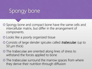 Spongy bone
 Spongy bone and compact bone have the same cells and
intercellular matrix, but differ in the arrangement of
components.
 Looks like a poorly organized tissue
 Consists of large slender spicules called trabeculae. (up to
50 μm thick)
 The trabeculae are oriented along lines of stress to
withstand the forces applied to bone
 The trabeculae surround the marrow spaces from where
they derive their nutrition through diffusion
 